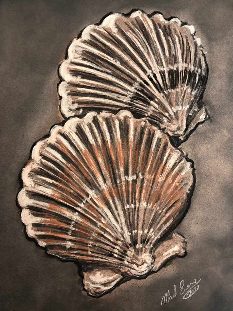 shells1